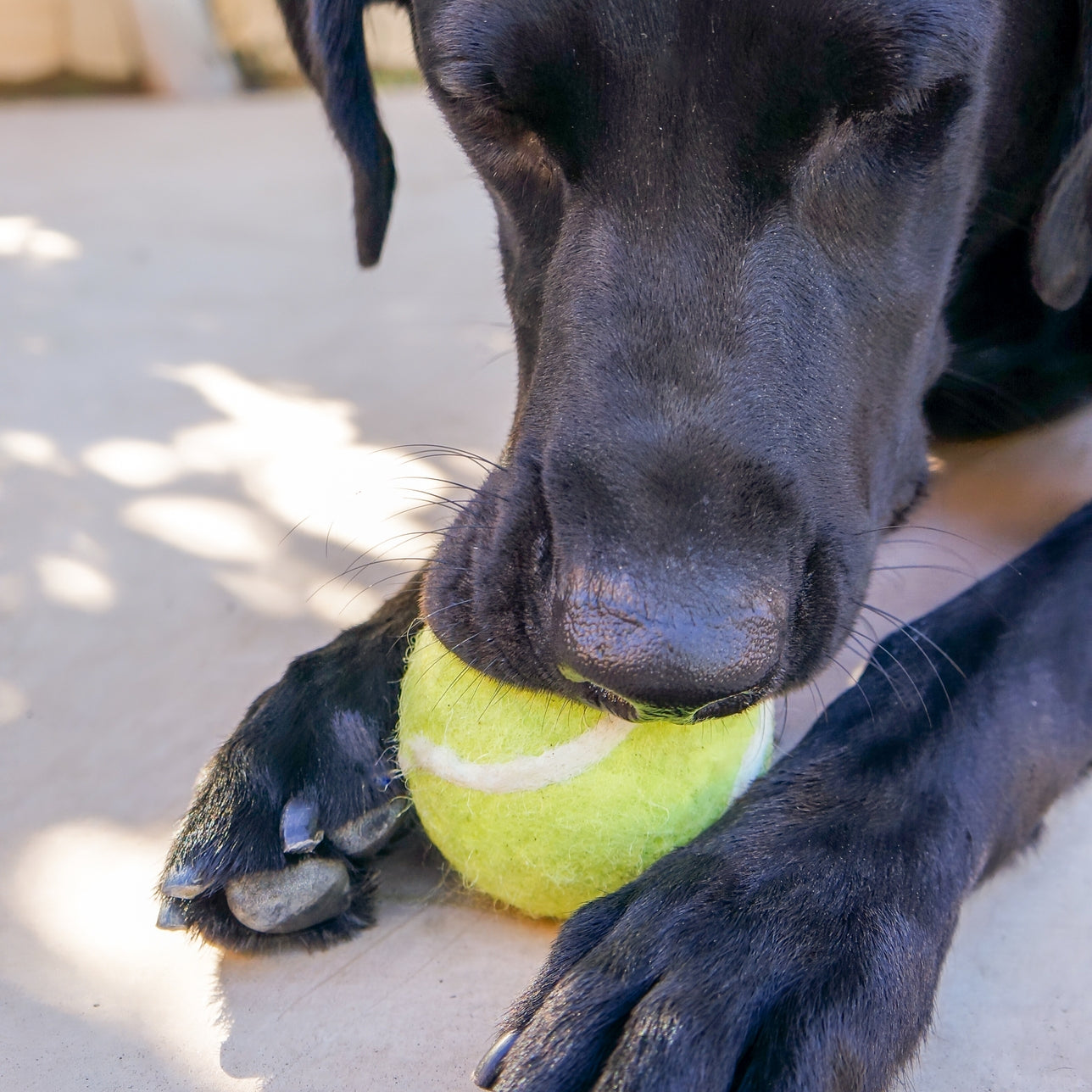Tennis Eco Wool Dryer Balls - Grand Slam