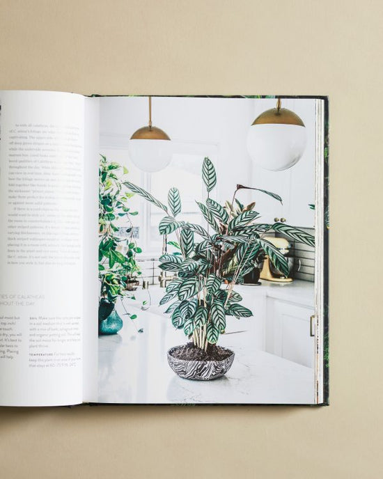 Living Wild By Hilton Carter