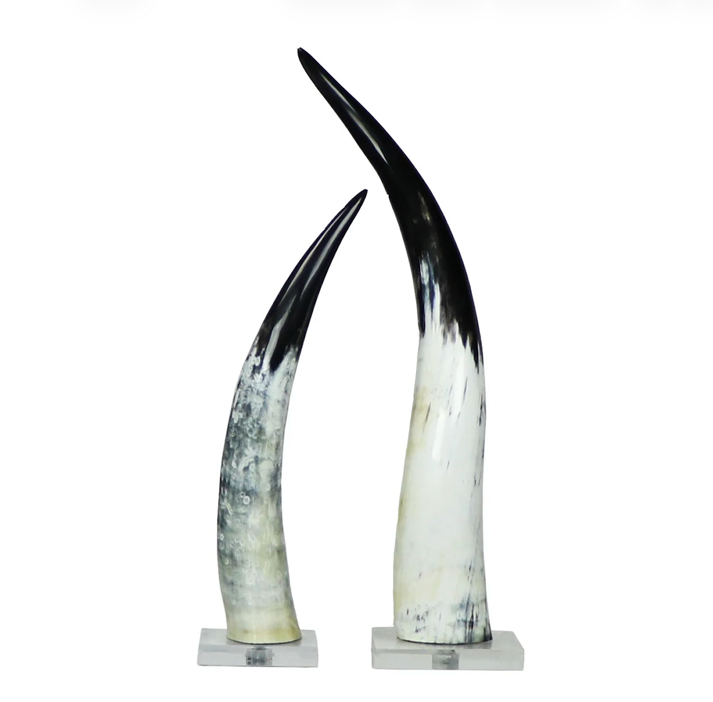 Black & White Cow Horn on Acrylic Base