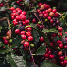 Load image into Gallery viewer, Organic Fair Trade Café Femenino Peru
