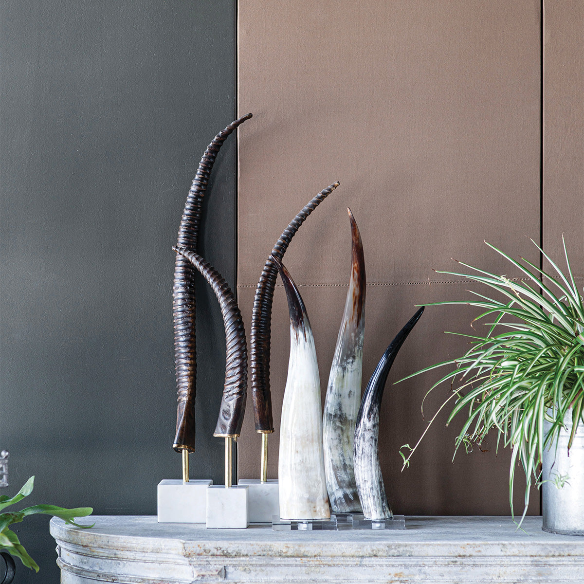 Black & White Cow Horn on Acrylic Base