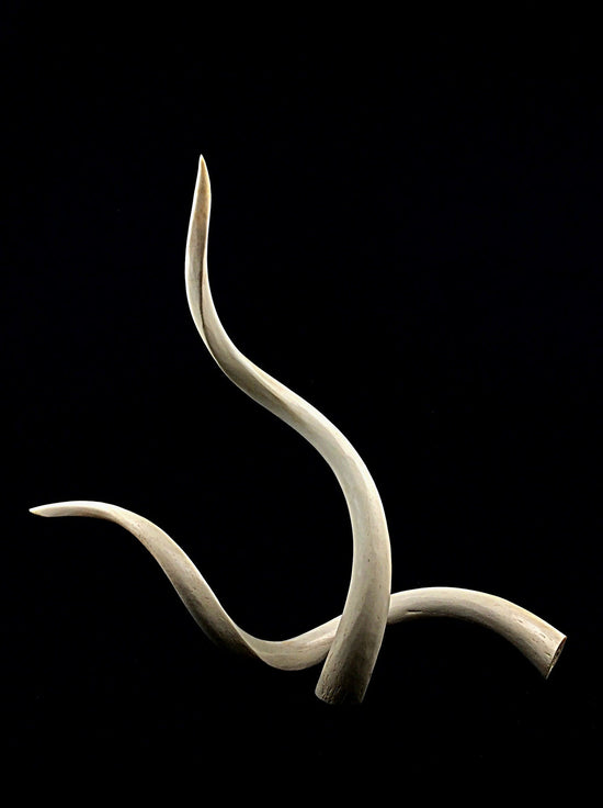 Kudu Horn