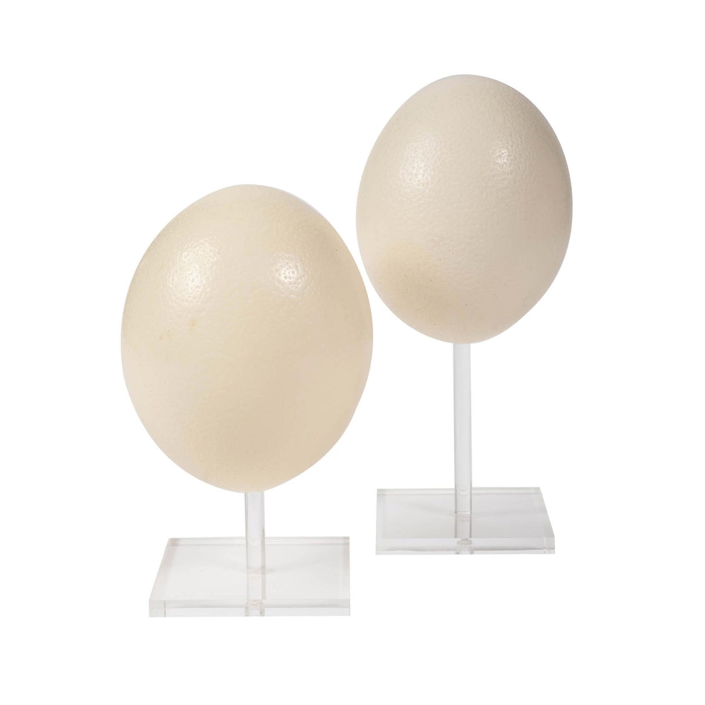 Natural Ostrich Eggs