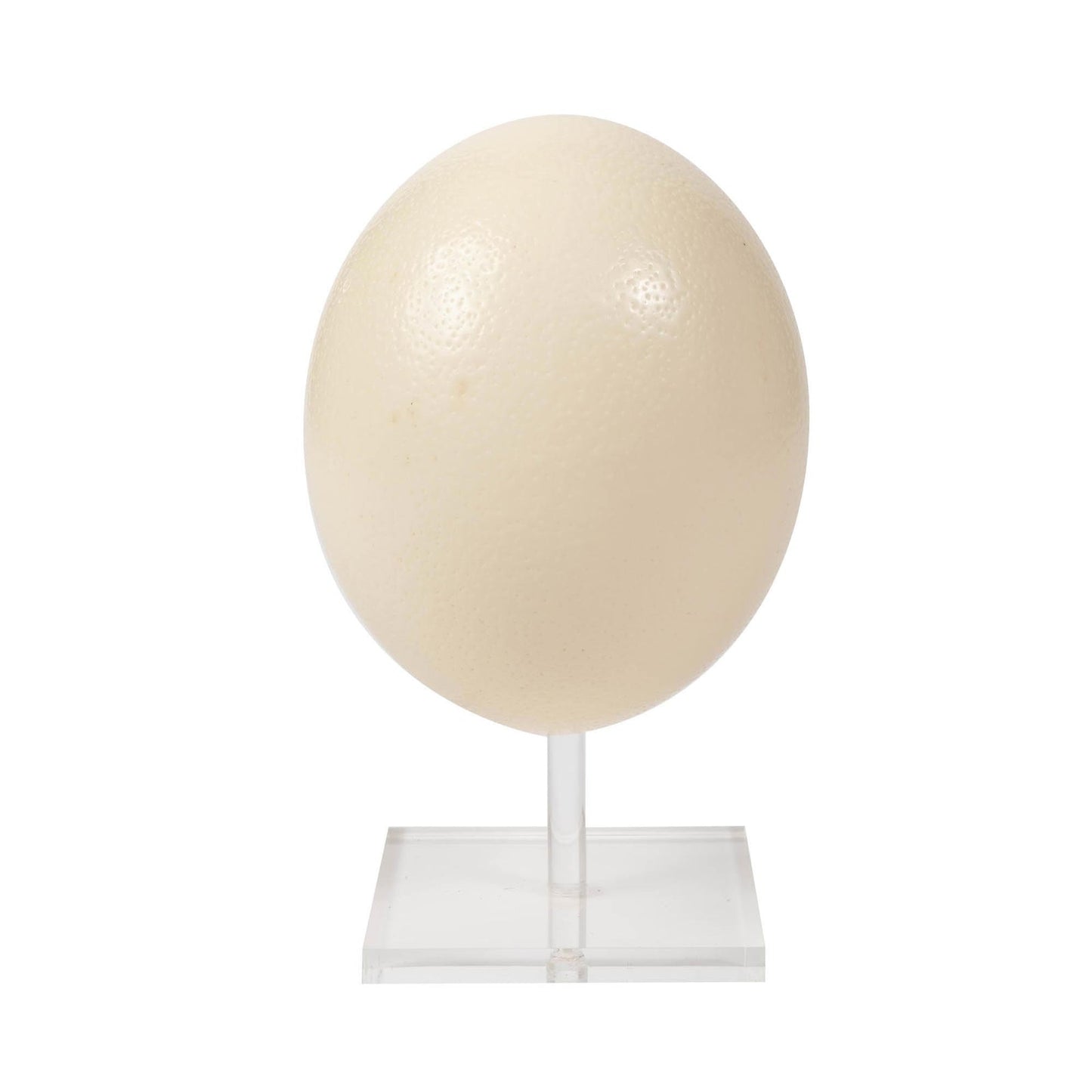 Ostrich Egg STANDS