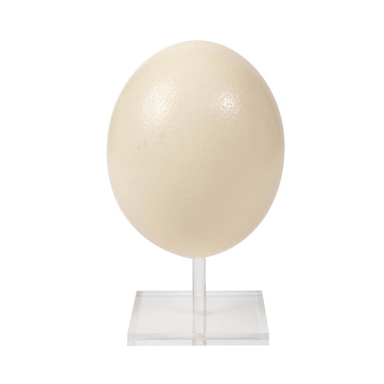 Ostrich Egg STANDS