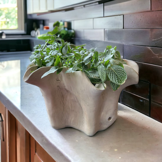 Live Edge Teak Root Vase