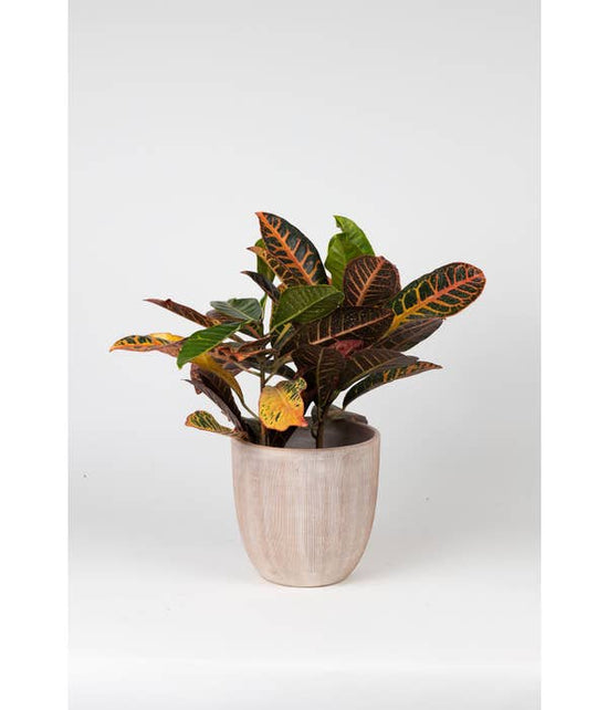 Combed Terracotta Planter 8"