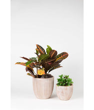 Load image into Gallery viewer, Combed Terracotta Planter 8&quot;
