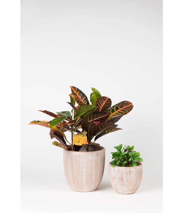 Combed Terracotta Planter 8"