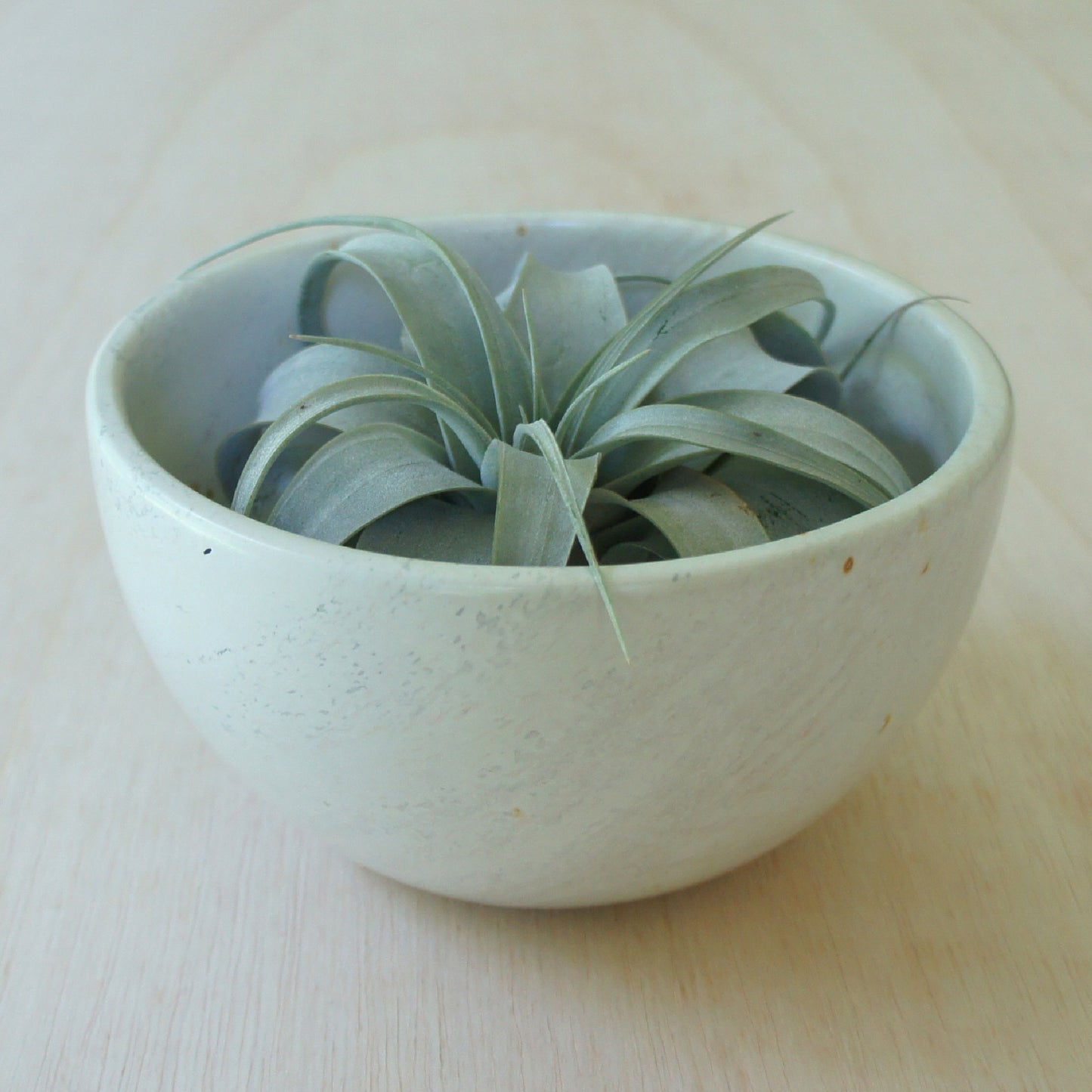 Natural Large Bowl